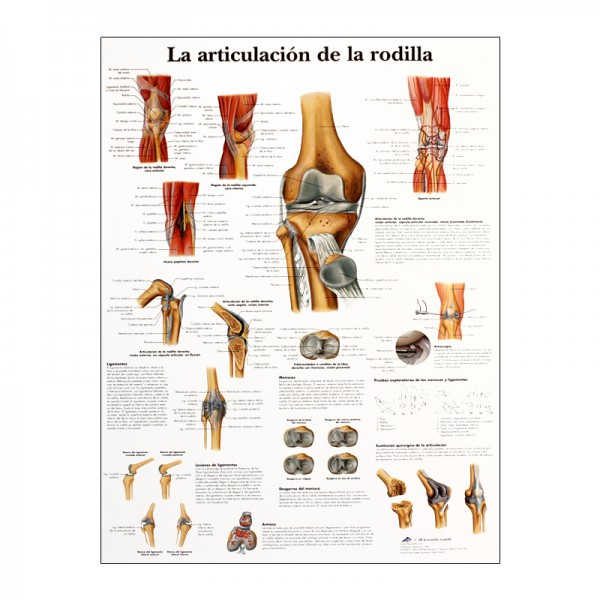 Grafico anatomico: articolazione del ginocchio